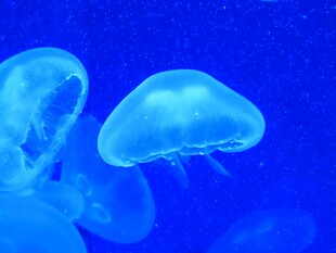 梦幻水母在蓝色海洋中游动