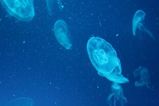 深海中游动的透明水母