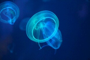 梦幻蓝色发光水母