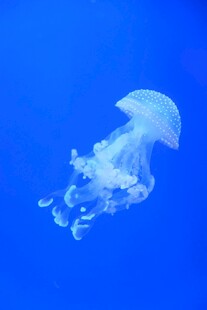 蓝色海洋中的透明水母
