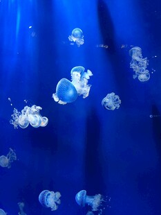 梦幻海洋中的灵动水母