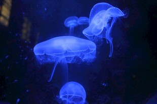 梦幻蓝色水母在水中游动