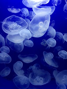 梦幻水母在深海中漂浮