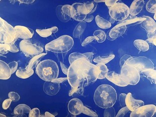 梦幻水母在蓝水中漂浮