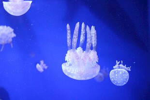 梦幻海底水母等海洋生物