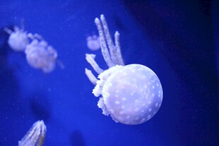 梦幻水母在蓝色海洋中游动