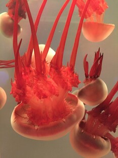 梦幻红色水母群