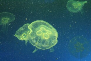 梦幻水母在蓝色海洋中游动