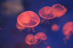 梦幻水母在水中轻盈游动