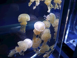 梦幻水母在水中飘逸