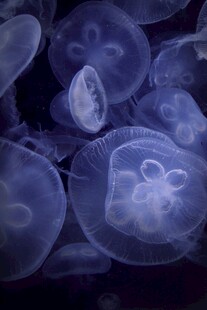 梦幻水母群
