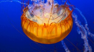 橙色水母在蓝色海中游动