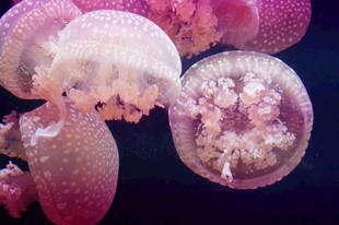 梦幻水母在水中优雅舞动