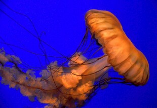 梦幻水母在蓝色海洋中游动