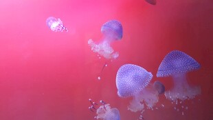 梦幻粉色背景下的水母
