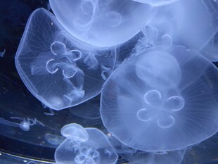 梦幻水母特写