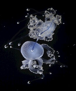 梦幻水母在水中优雅游动