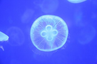 梦幻蓝色水母在水中游动