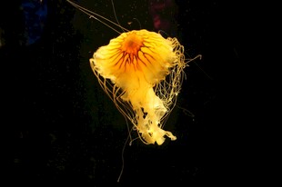 黄色梦幻水母特写