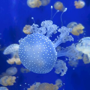 梦幻水母在蓝色海洋中游弋