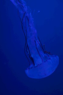 深海中的梦幻水母