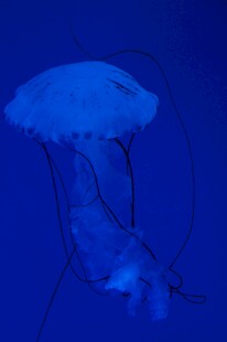 蓝色水母在深海中游动