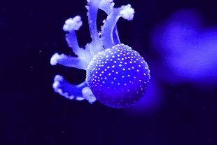发光蓝水母梦幻海洋精灵