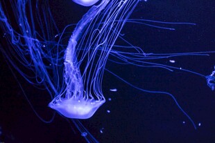 梦幻蓝色水母在游动