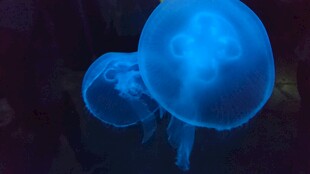 梦幻蓝色水母