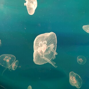 水中浮游的透明水母