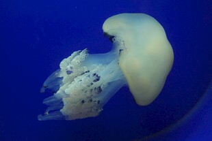 梦幻水母在蓝色水中悠游