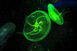 梦幻绿色水母在水中飘逸