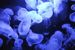 梦幻蓝色水母群