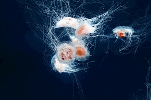 深海神秘发光浮游生物