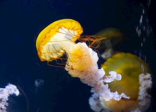 梦幻水母水中轻盈游动