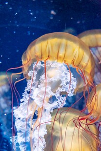 梦幻水母在水中优雅舞动