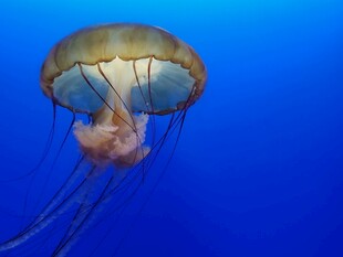 深海中的梦幻水母
