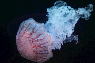 梦幻水母绽放绚丽海雾