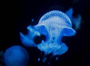 梦幻蓝色水母