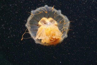 透明水母内部结构清晰可见