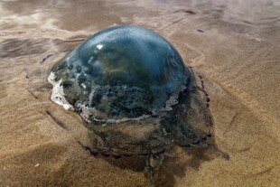 沙滩上的蓝色水母