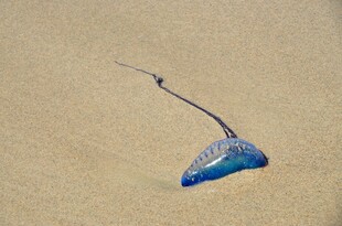 沙滩上的蓝色长尾海生物