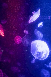 梦幻水母在水中游动