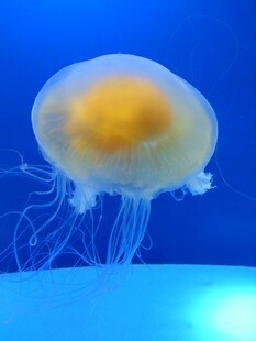 梦幻水母在水中优雅游动