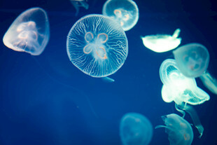 梦幻水母在深海中飘逸