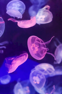 梦幻水母在水中轻盈游动