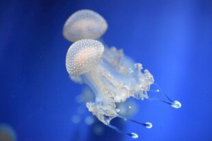 梦幻水母在蓝色水中飘逸