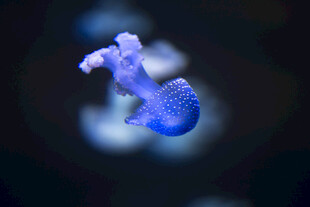 梦幻蓝水母在水中游动