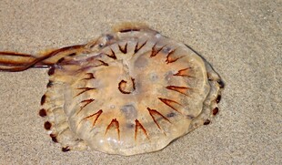 独特花纹的海洋生物标本