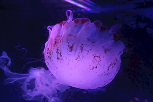 梦幻紫色水母发光瞬间